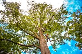 Best Tree Health Inspection  in Manti, UT