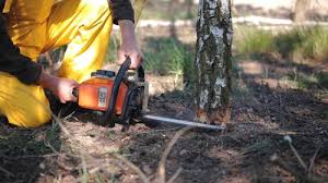 Best Hazardous Tree Removal  in Manti, UT