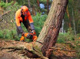 Best Emergency Tree Removal  in Manti, UT