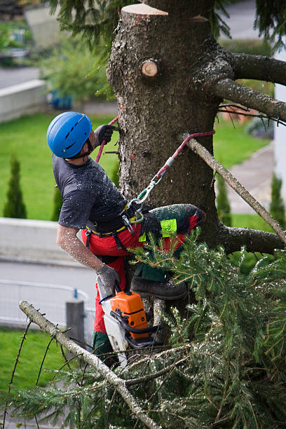 Manti, UT  Tree Services Company